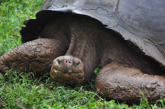 As famosas tartarugas de Galápagos, na Ilha de Santa Cruz
